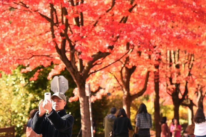  STRIKE A POSE: The vibrant fall colours along Cambridge Street in the East Vancouver neighbourhood of Hastings-Sunrise attract a steady crowd in search of the perfect photo. Photo Dan Toulgoet