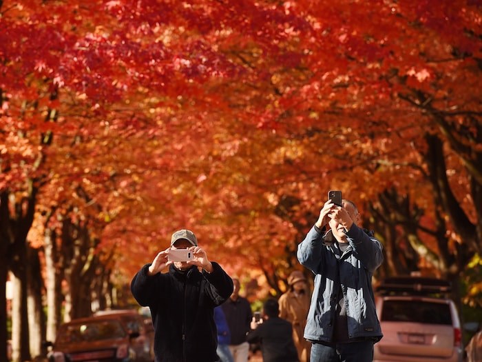  STRIKE A POSE: The vibrant fall colours along Cambridge Street in the East Vancouver neighbourhood of Hastings-Sunrise attract a steady crowd in search of the perfect photo. Photo Dan Toulgoet