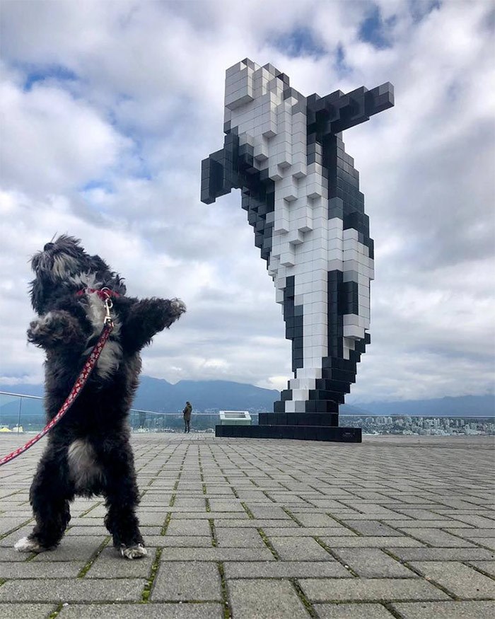  Katie Mason Ferley's dog Baxter poses in front of Douglas Coupland's Digital Orca at the Vancouver Convention Centre West. Photo Katie Mason Ferley