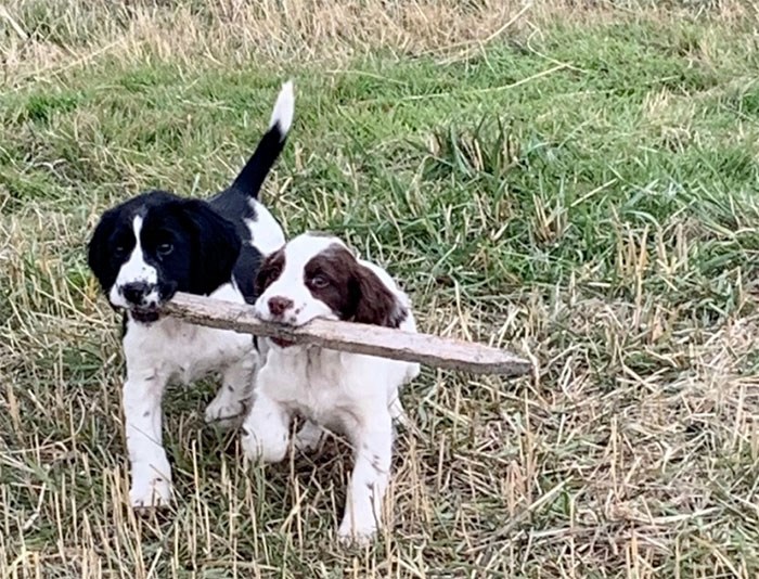  Traveller (left) and her currently unnamed brother are the newest additions to Vancouver Coastal Health’s C. Difficile Canine Scent Detection Program. Photo courtesy Vancouver Coastal Health