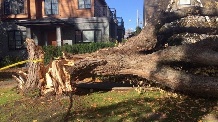  A tree trapped a Vancouver woman during Friday's windstorm. Photo: CTV News