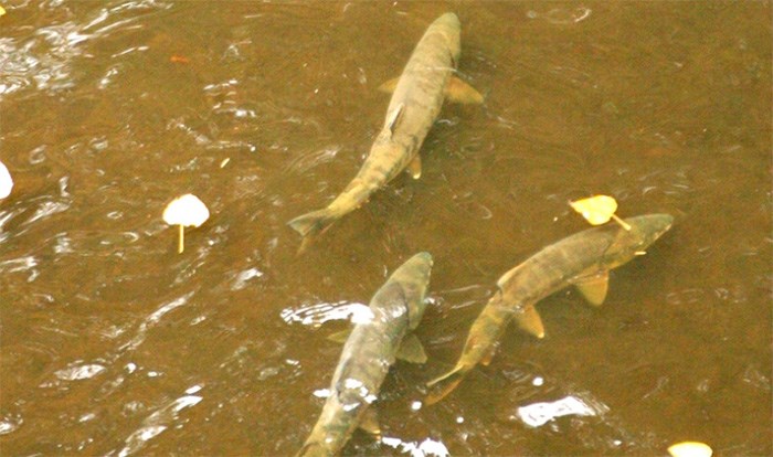  Mark Angelo said chum salmon are now gathering in decent numbers below the Cariboo Dam at the base of the fishway at the outlet of Burnaby Lake. Mark Angelo photo