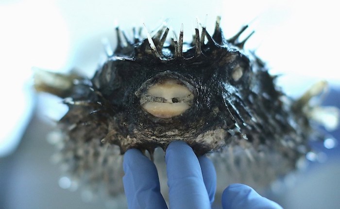  Gavin Hanke, curator of Vertebrate Zoology, shows off a spotted porcupine puffer fsh in his lab in the Fannin Tower at the Royal B.C. Museum. Photo by Adrian Lam/Times Colonist