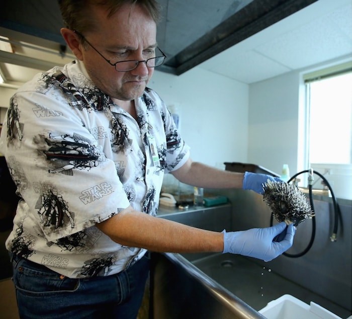  Gavin Hanke, curator of Vertebrate Zoology, shows off a spotted porcupine puffer fish in his lab in the Fannin Tower at the Royal B.C. Museum. Photo by Adrian Lam/Times Colonist