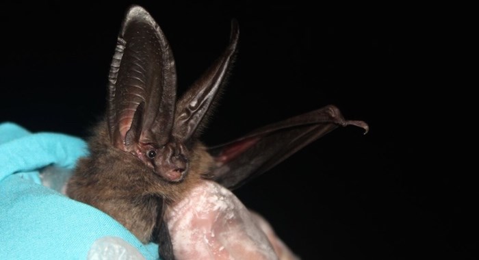  Townsend’s big-eared bat is a blue-listed bat species in B.C. due to habitat loss and disturbances. Photo J. Barrett