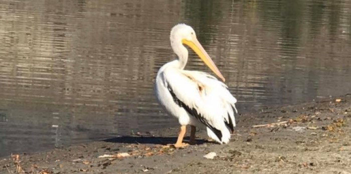  An injured pelican found friends in the Oliver community it found itself stranded in. The Burnaby Wildlife Centre has been called in to help. Photo courtesy Carolyn Madge