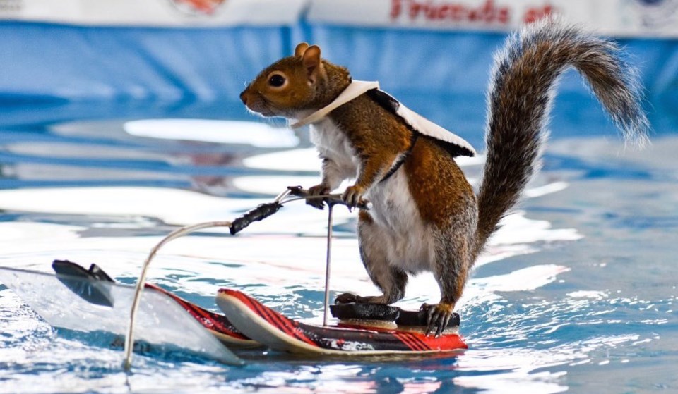  Twiggy, a water skiing squirrel with a 40-year legacy, will entertain and inform spectators daily at the 2020 Vancouver International Boat Show. Photo: 