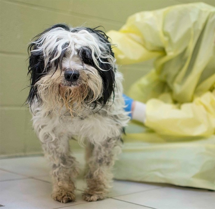  One of the Squamish dogs seized by the SPCA alongside Riley. Photo SPCA