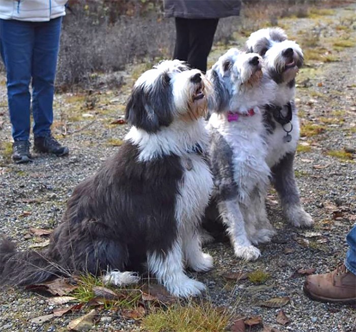  Last year Riley met some of his rescued siblings! Photo @rileyyvr