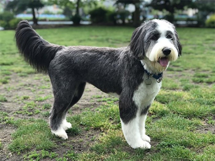  Sweet haircut, Riley. Photo @rileyyvr