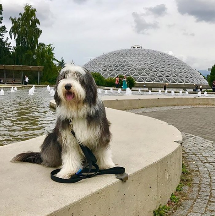  Riley at Queen Elizabeth Park. Photo @rileyyvr