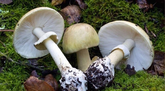  Eating death cap mushrooms may lead to liver and kidney damage as well as death. Photo BC Centre for Disease Control