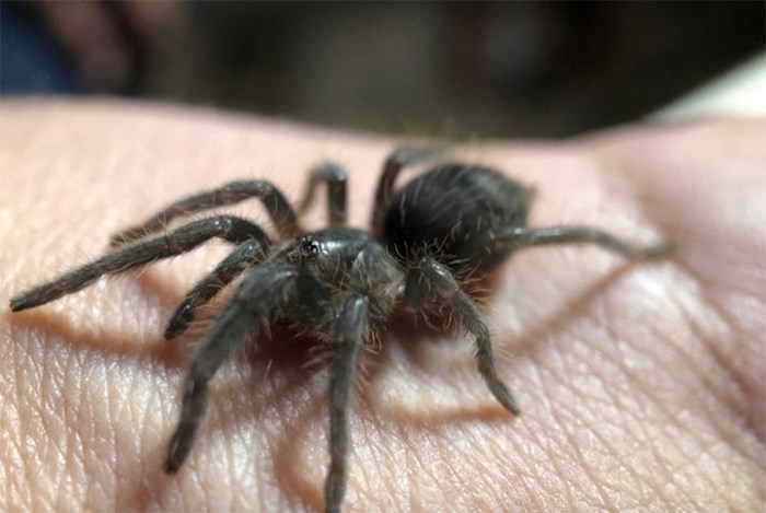  UBCO lecturer Matt Nelson holds a tarantula. Photo courtesy UBC Okanagan