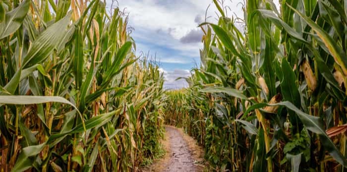  Photo: Corn maze / Shutterstock