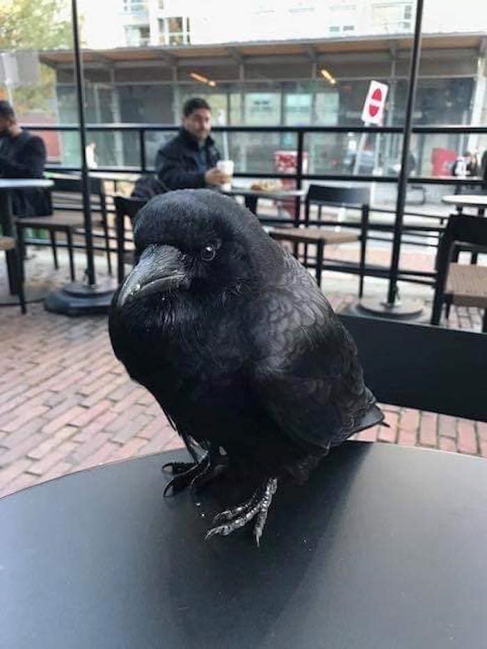  Is this crow our city's unofficial celebrity mascot, Canuck? 