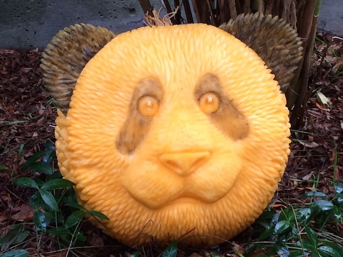  A panda pumpkin. Photo courtesy Clive Cooper