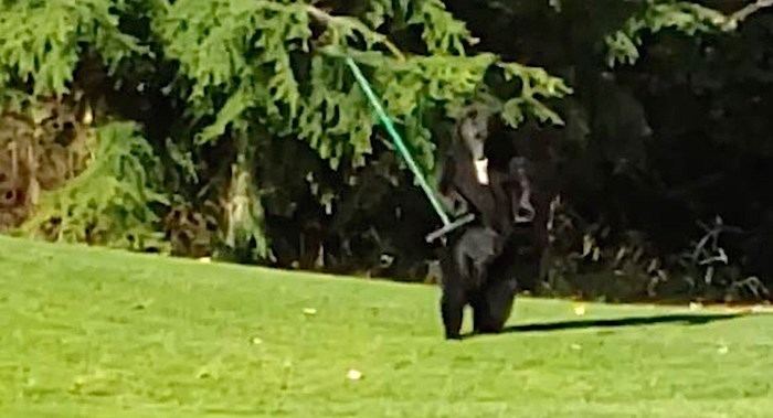  The rake dancing bear on the golf course. 