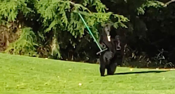  The rake dancing bear on the golf course. 