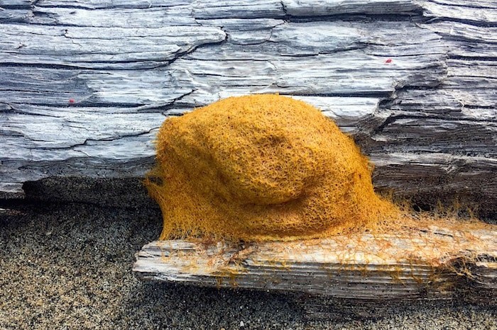  We’ve rounded up some of the strangest, grossest, and most Halloween-y species found in B.C.’s provincial parks and protected areas. Photo: Dog vomit slime in Naikoon Provincial Park by Jason Headley