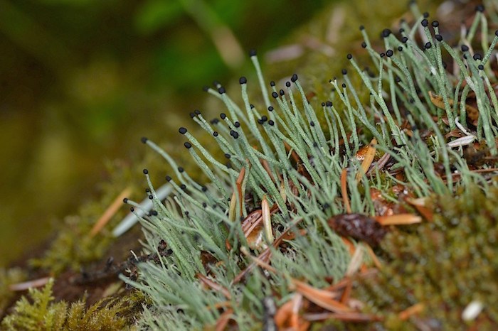  Photo: Robby Deans in Strathcona Provincial Park