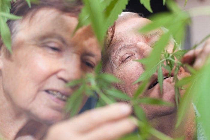  Survey results show cannabis consumption among Canadian seniors has been accelerating at a much faster pace than it has among other age groups. Photo: Shutterstock