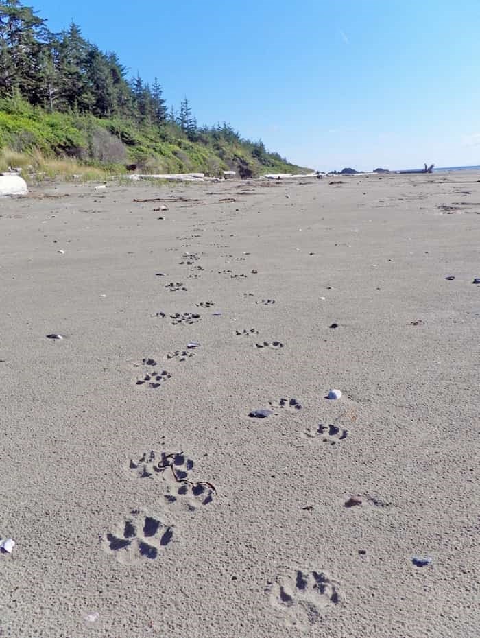  Wolf tracks in the sand at Pacific Rim National Park.
