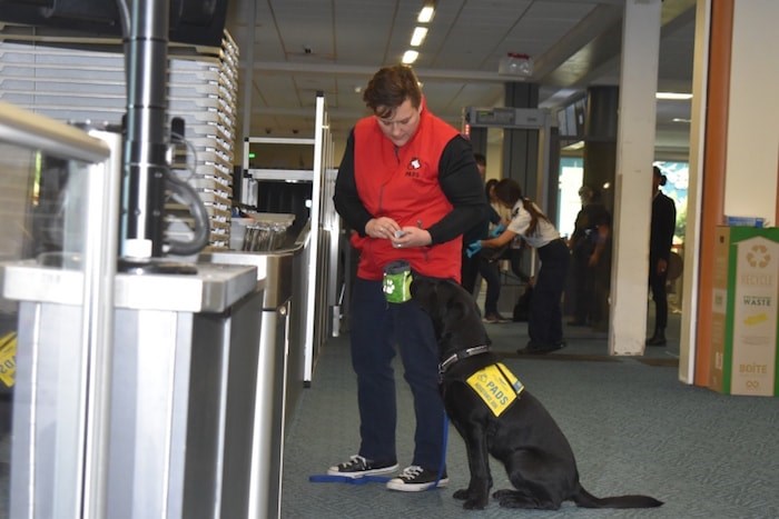  A puppy asks for treats from handler after navigating through the airport security. Photo by Nono Shen/Richmond News