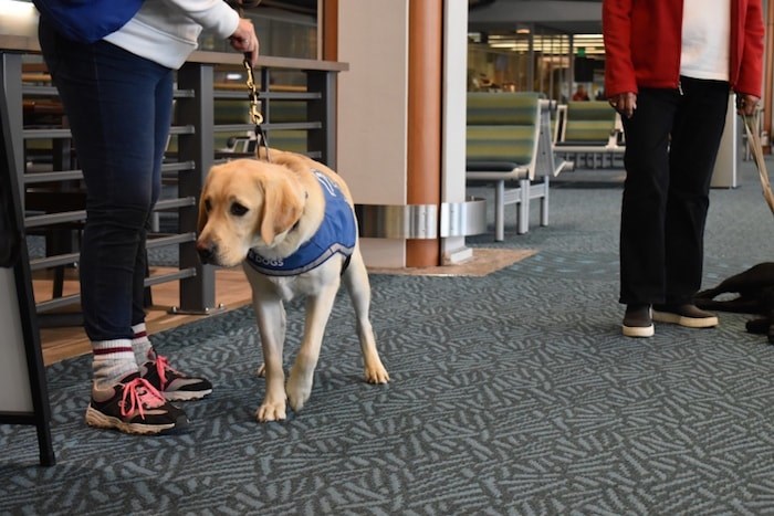  A service dog is waiting patiently beside handler to board an aircraft. Photo by Nono Shen/Richmond News