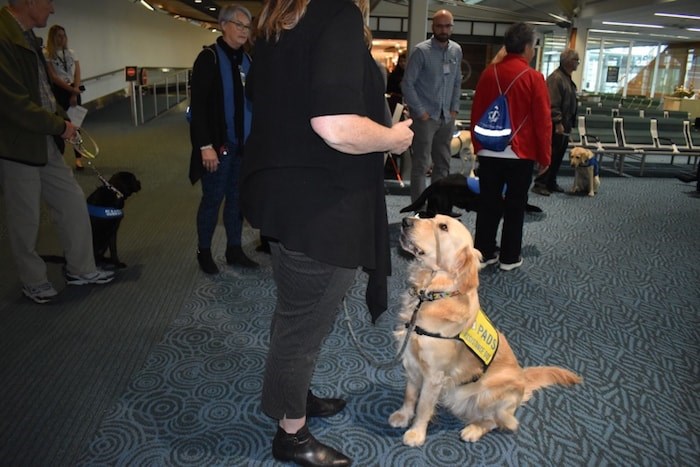  A puppy from Pacific Assistance Dogs Society (PADS) looks up at handler. Photo by Nono Shen/Richmond News