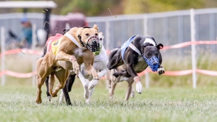  Ryder, left, and Lucy race to the finish at the whippet national championship in Indiana, Oct 18-20. Photo by Mary Huff