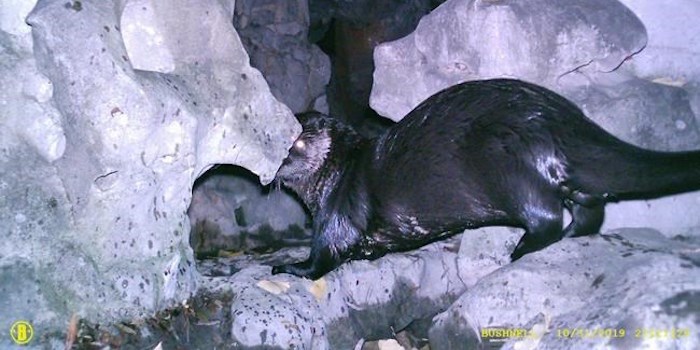  An otter is seen at the Dr. Sun Yat-Sen Classical Chinese Garden in this handout photo from security footage on Oct. 31, 2019. A Vancouver park board official says a hungry river otter following the scent of fresh koi fish likely scaled a fence or took advantage of a brief opening of gates at a downtown Vancouver garden pond to hunt its prey. THE CANADIAN PRESS/HO, Vancouver Park Board