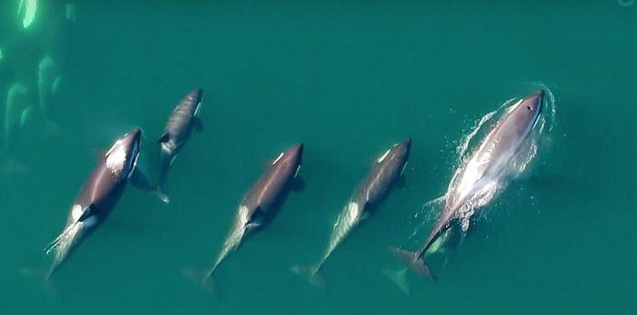  UBC researchers are using drones to capture footage of whales off the coast of B.C. Screenshot/YouTube via 