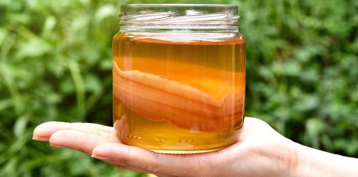  A new study aims to determine if kombucha is really non-alcoholic. Photo: Kombucha/Shutterstock