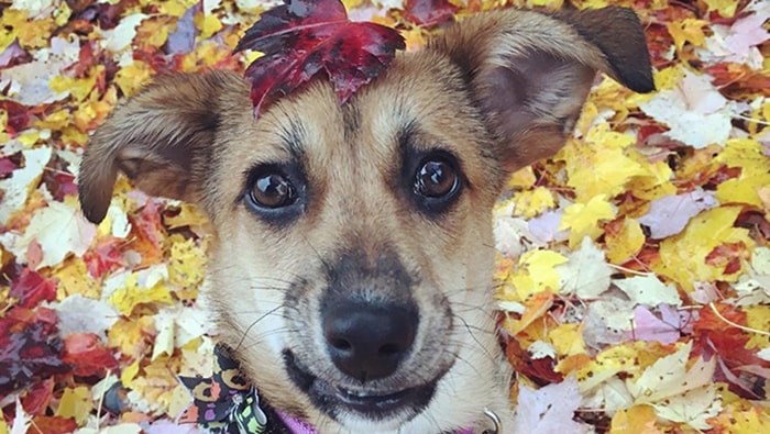  鶹ýӳdog Sage plays in the fall leaves. Photo: @seasonsofsage /Instagram