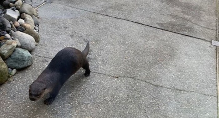  This otter paid a surprise visit to a Tsawwassen couple's backyard Saturday morning. Photo courtesy William Hansen