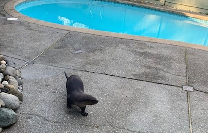  This otter paid a surprise visit to a Tsawwassen couple's backyard Saturday morning. Photo courtesy William Hansen
