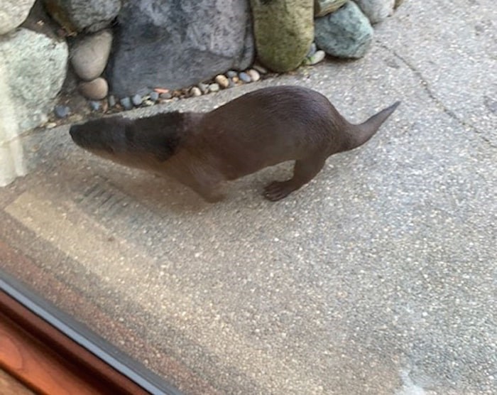  This otter paid a surprise visit to a Tsawwassen couple's backyard Saturday morning. Photo courtesy William Hansen