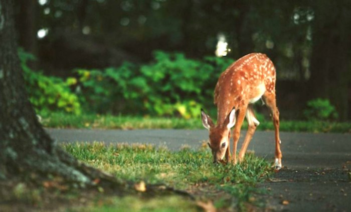  Oh deer. According to the BC Conservation Foundation, November is one of the worst months for vehicle-deer collisions. Photo: Pixabay