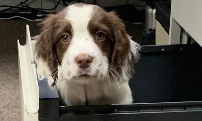  Finn is one of two new puppies recently added to Vancouver Coastal Health’s C. Difficile Canine Scent Detection Program. Photo courtesy Vancouver Coastal Health