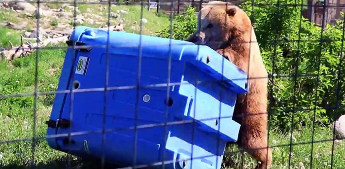  A bear testing the strength of a bear-proof bin. Photo: Eric Thompson