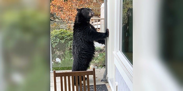  North Vancouver resident Jeff Banks snapped this photo of an upright black bear posing on his deck in Deep Cove Thursday morning. photo supplied Jeff Banks