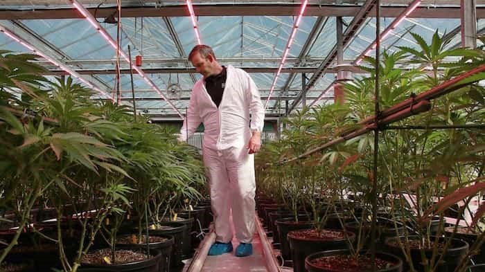  Rubicon Organics CEO Jesse McConnell, wearing shoe protectors in his greenhouse, would have concerns about his plants’ biological safety were the facility open to the general public Photo: Rob Kruyt