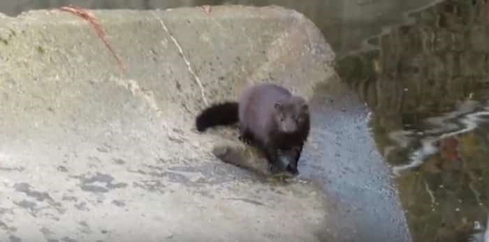  Photo: This adorable mink was spotted by Byrne Creek in South Burnaby. Photo: Paul Cipywnyk / 