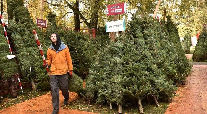  It’s been 25 years since Aunt Leah’s opened its first Christmas tree lot in Vancouver on Granville Street and 54th Avenue. File photo Dan Toulgoet