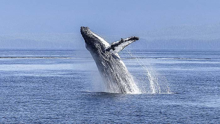  This photo of a humpback whale appears in a list of 10 Facts About The Whales And Dolphins of B.C. - photo supplied Brigette Werner