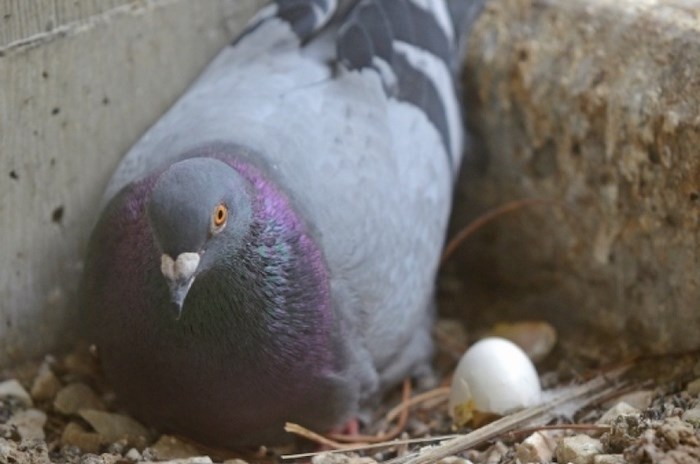  Before the District of North Vancouver’s pigeon ban takes effect, bird buffs and transparency watchdogs asked council to take a second look at the bylaw. Burnaby NOW file photo