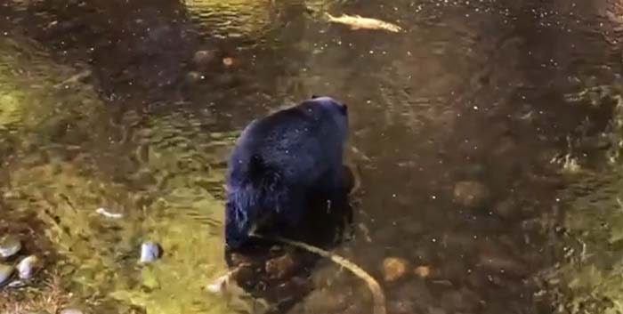  B.C. wildlife photographer Todd Byrnes shared footage of the huge black bear devouring the last of the salmon at Thornton Creek Hatchery in Ucluelet. Photo: Todd Byrnes