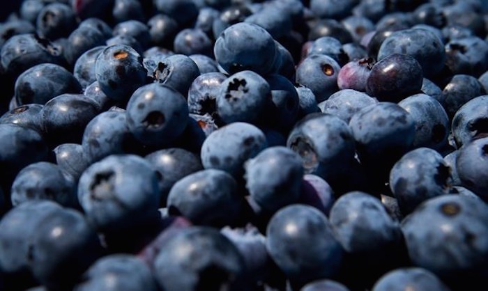  Freshly picked blueberries are seen in Ladner, B.C., on July 21, 2014. THE CANADIAN PRESS/Darryl Dyck