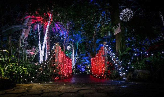  Festivale Tropicale will turn Bloedel Conservatory into a twinkling tropical paradise this holiday season. Photo: 