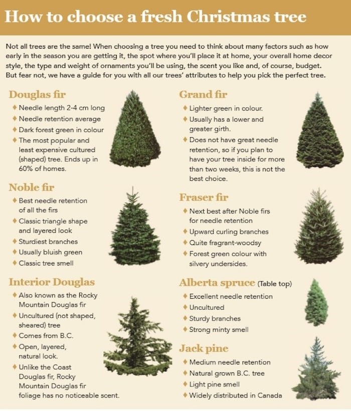 Insider secrets to help you pick the perfect Christmas tree